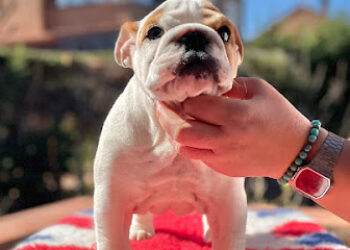 Buldog Ingles Espeazorra