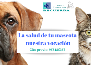 Clínica Veterinaria Recuerda