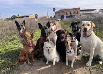 Adiestramiento Canino Lopecan