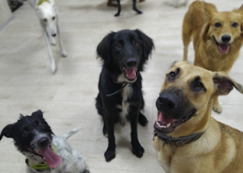 PELUDOS GUARDERIA CANINA