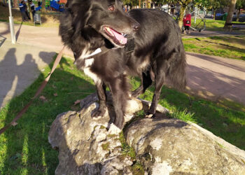 Clínica Yedra Veterinaria