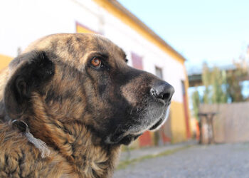 el veterinario en casa.domicilios La Chana