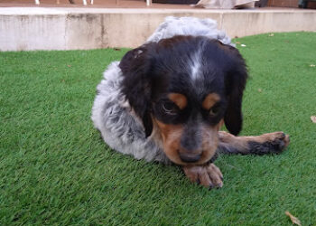 Canifel Clínica Veterinaria
