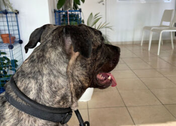 CV Veterinaria Cabo Llanos