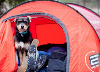 Lobo Descafeinado – Adiestramiento canino en Valencia – Educación y actividades