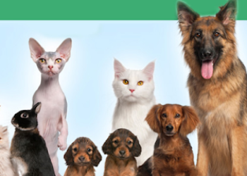 Clinica Veterinaria El Calvario