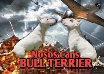 Nosos cans Bull Terrier.