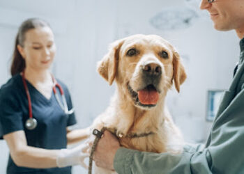 Centro Veterinario Talisman de Plata