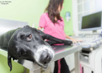 Clínica Veterinaria Parque San Benito