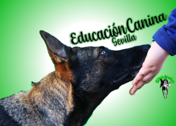 Educación Canina Sevilla – EllaAdiestra