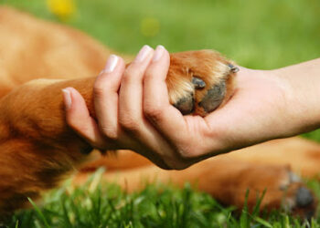 Educación Canina, adiestramiento, modificación de conductas y Formación, Centro Canino Valentia