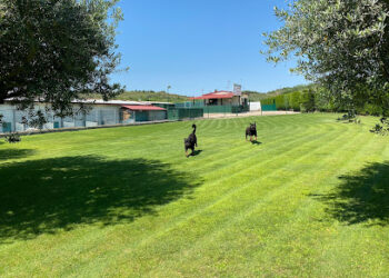 Centro Canino el Olivar