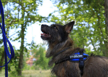 Goscandog. Macarena Medina. Educadora canina