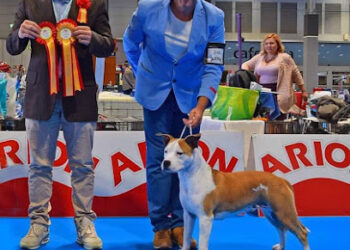 Pernales – Criador perros raza American Staffordshire Terrier