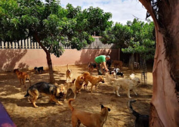 Tu centro canino Damián Machado