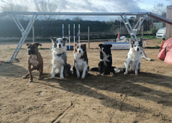 Rioiia Escuela canina