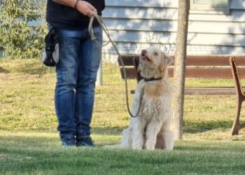 Escola canina Happy Pets Vic