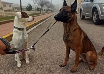 Perros de Búsqueda-Rescate-Mantrailing Deportivo-Perros Especiales K9