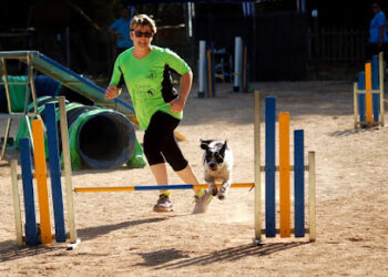 Club Agility Son Gual