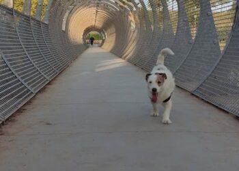 Centro Veterinario Almogávares