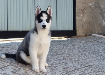 Consultorio Veterinario El Casar