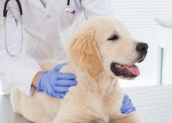Clínica Veterinaria 3 de Mayo