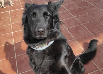 Clínica Veterinaria Morales