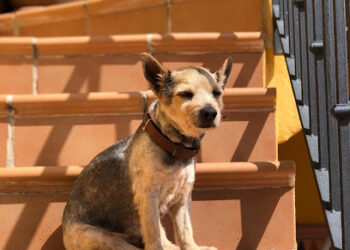 María José Veterinaria – Servicio a domicilio