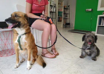 Centro Veterinario Manchuela