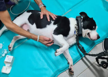Rehabilitación Veterinaria Tenerife