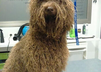 Centro Veterinario Trivet