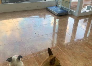 Vet Cali – Centro Veterinario