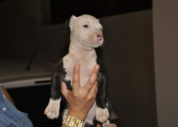Clínica Veterinaria Añaza