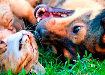 Aeropuerto Clínica Veterinaria